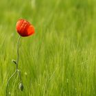 Lonely Poppy, der einsame Mohn