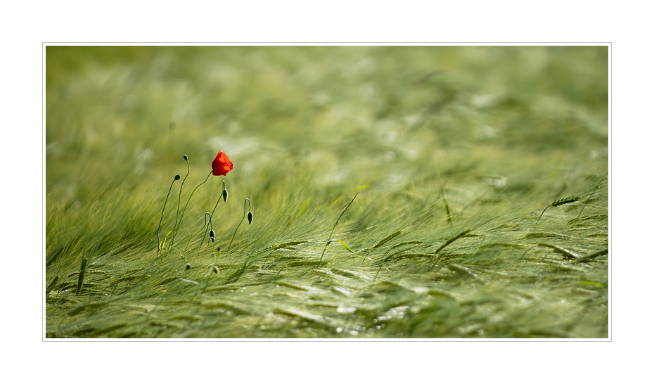 lonely poppy seed...