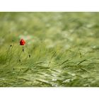 lonely poppy seed...