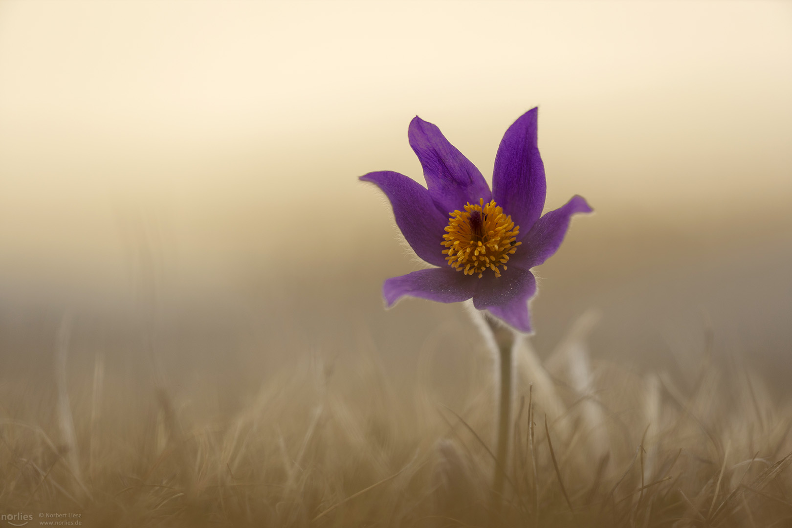 lonely pulsatilla vulgaris