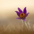 lonely pulsatilla vulgaris