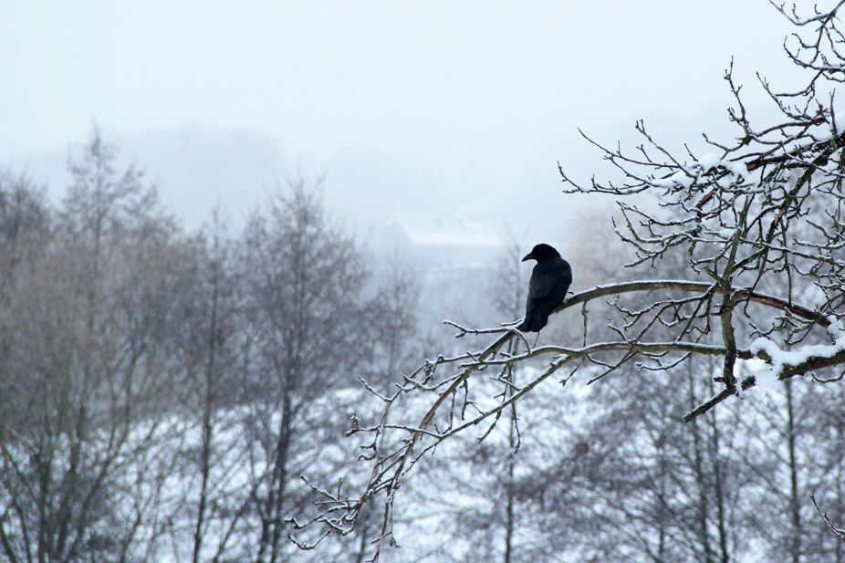 lonely raven