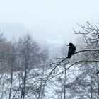 lonely raven