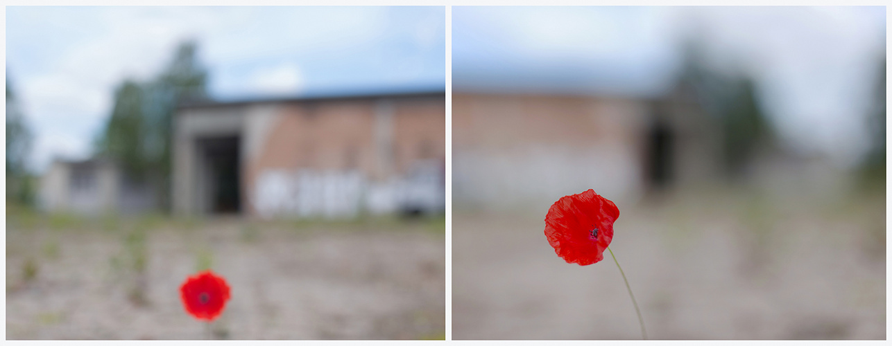 Lonely Red Flower