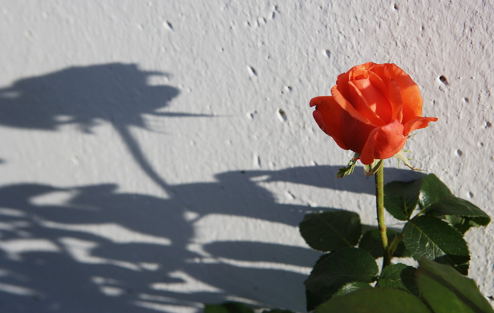 lonely rose