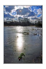 Lonely Rose on Ice