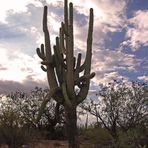 Lonely Saguaro