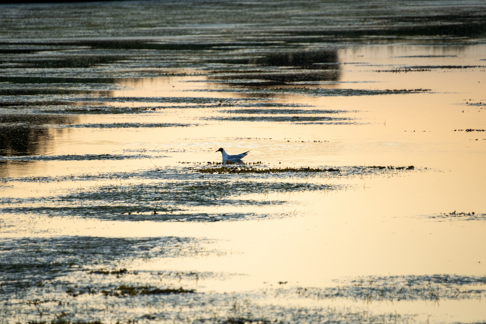 Lonely Seagull