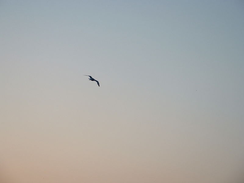 Lonely Seagull