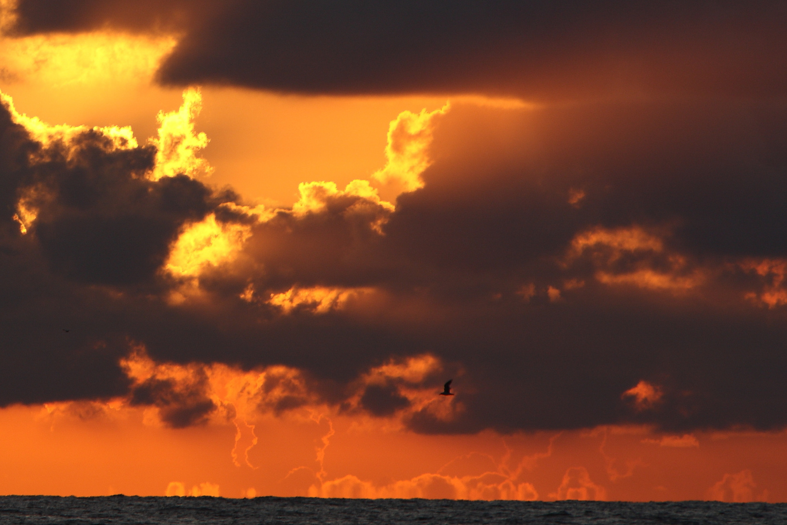 Lonely seagull and burning sky