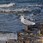 Lonely Seagull