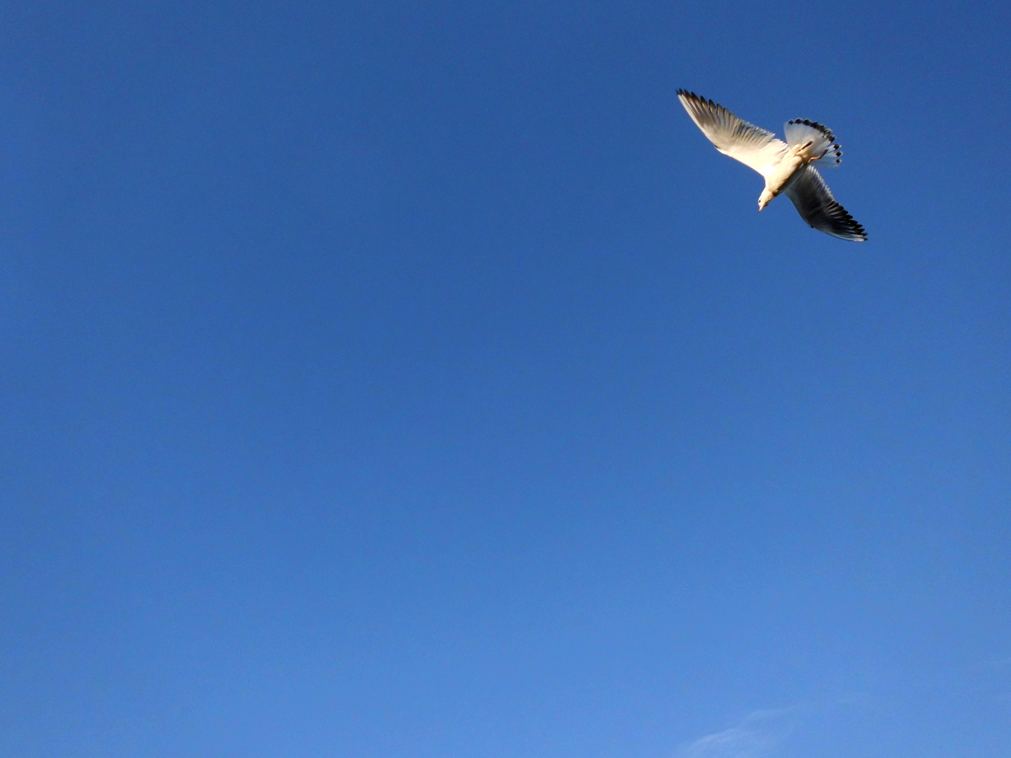 Lonely seagull