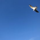 Lonely seagull