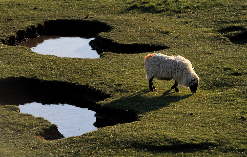 *lonely sheep*