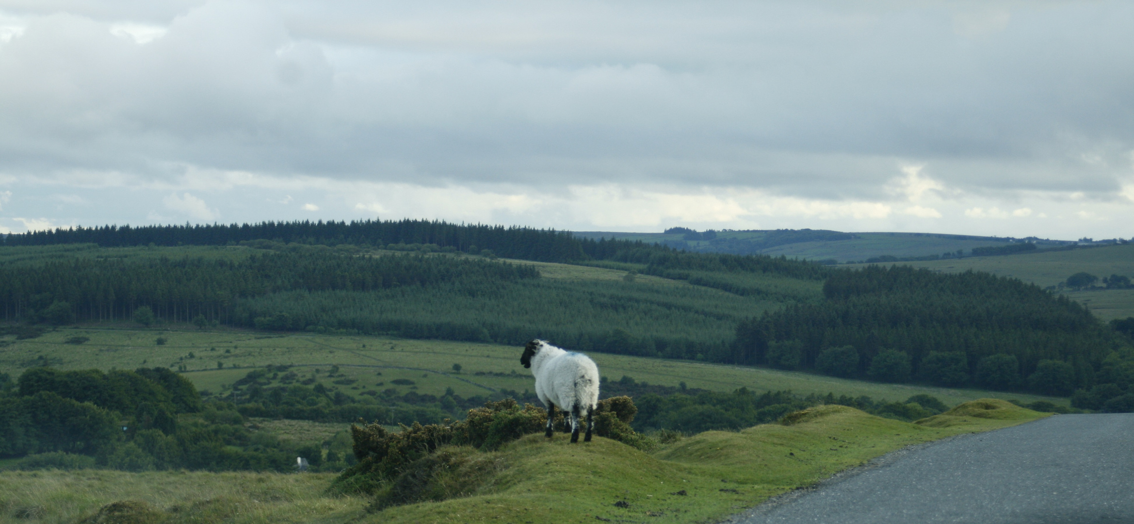 Lonely Sheep