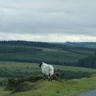 Lonely Sheep