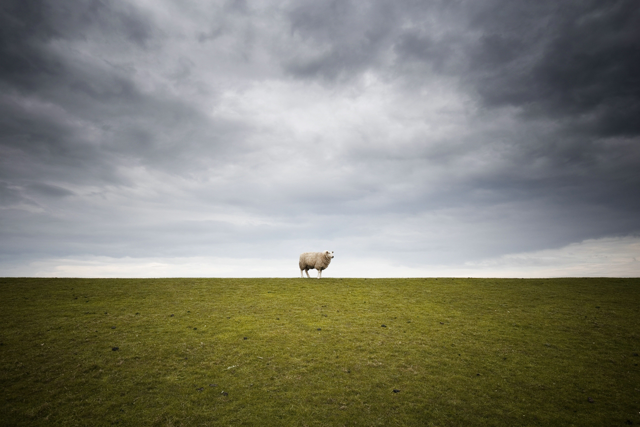 Lonely Sheep