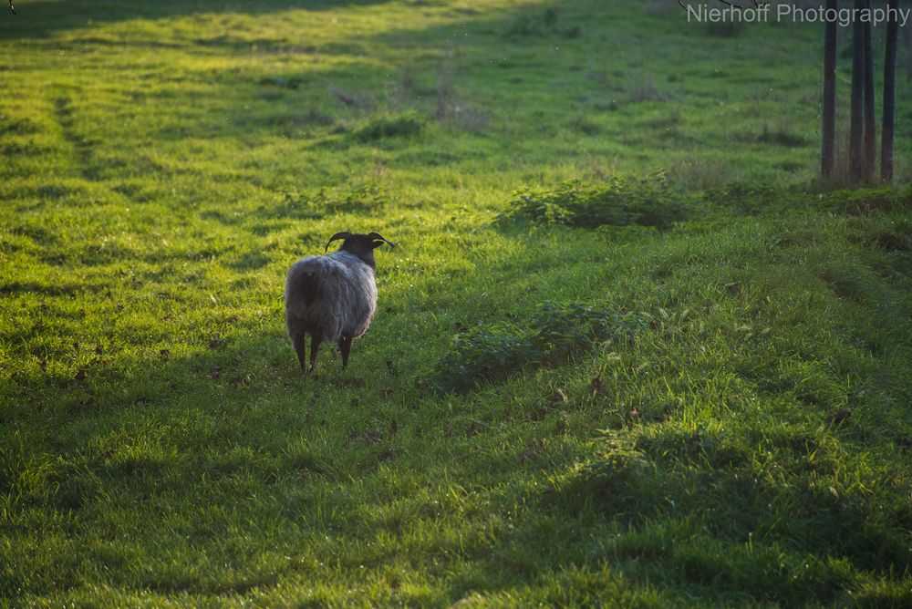 Lonely Sheep