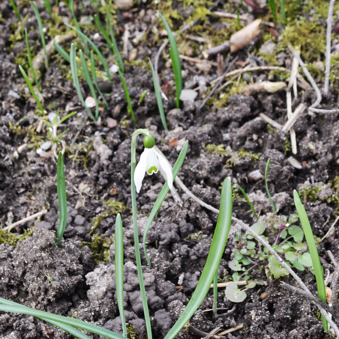 Lonely Snowdrop