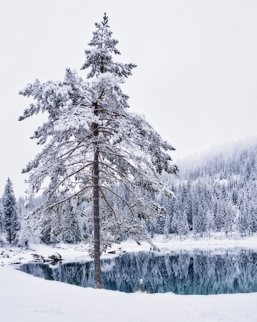 Lonely snowtree…