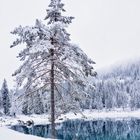 Lonely snowtree…