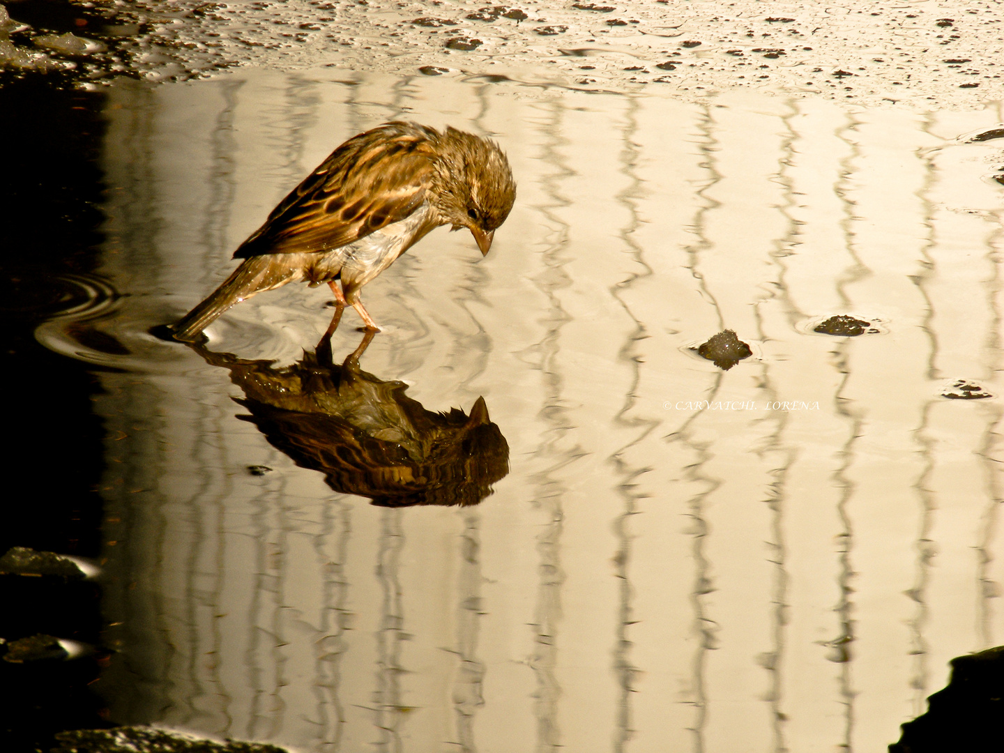 Lonely sparrow