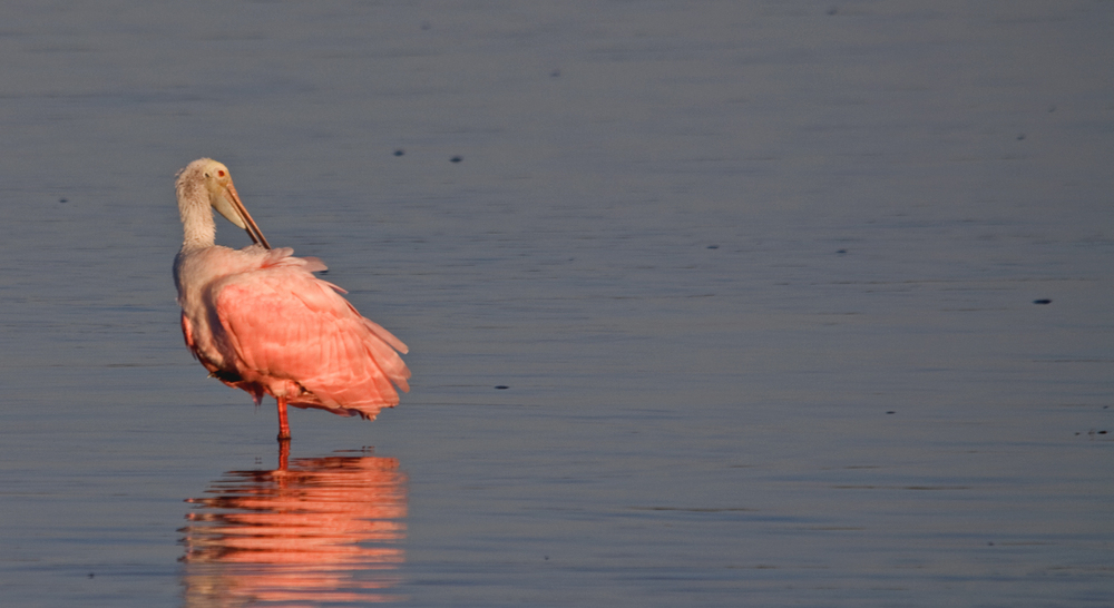 Lonely Spoonbill