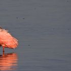 Lonely Spoonbill