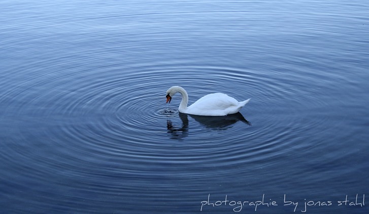 lonely swan