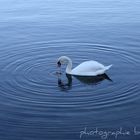 lonely swan