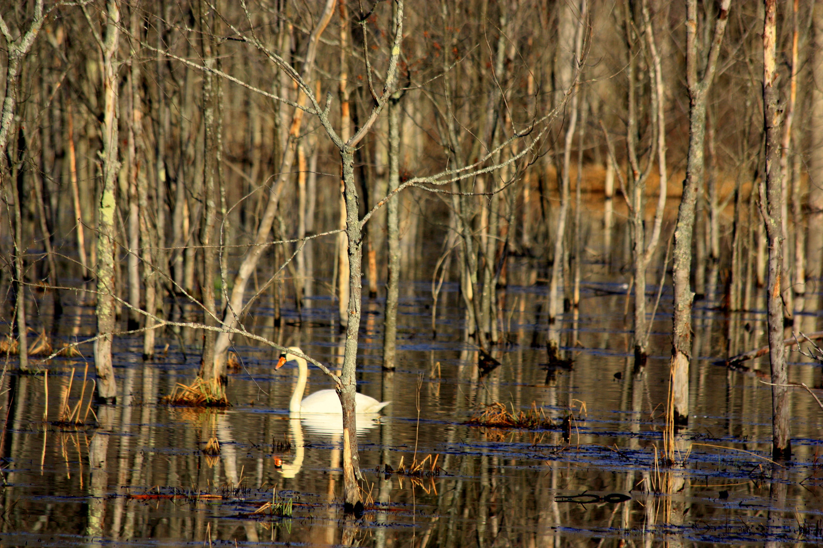 lonely swan