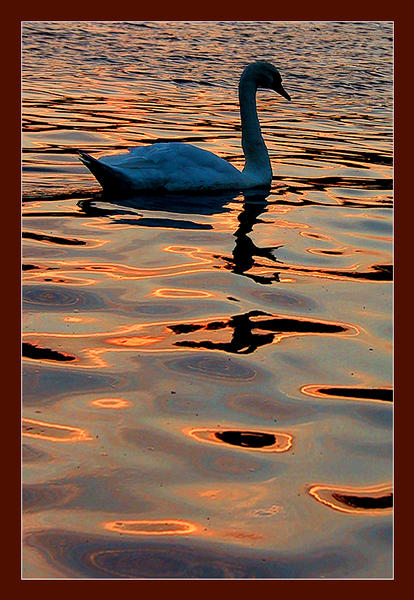 Lonely swan at nightfall