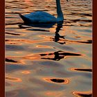 Lonely swan at nightfall