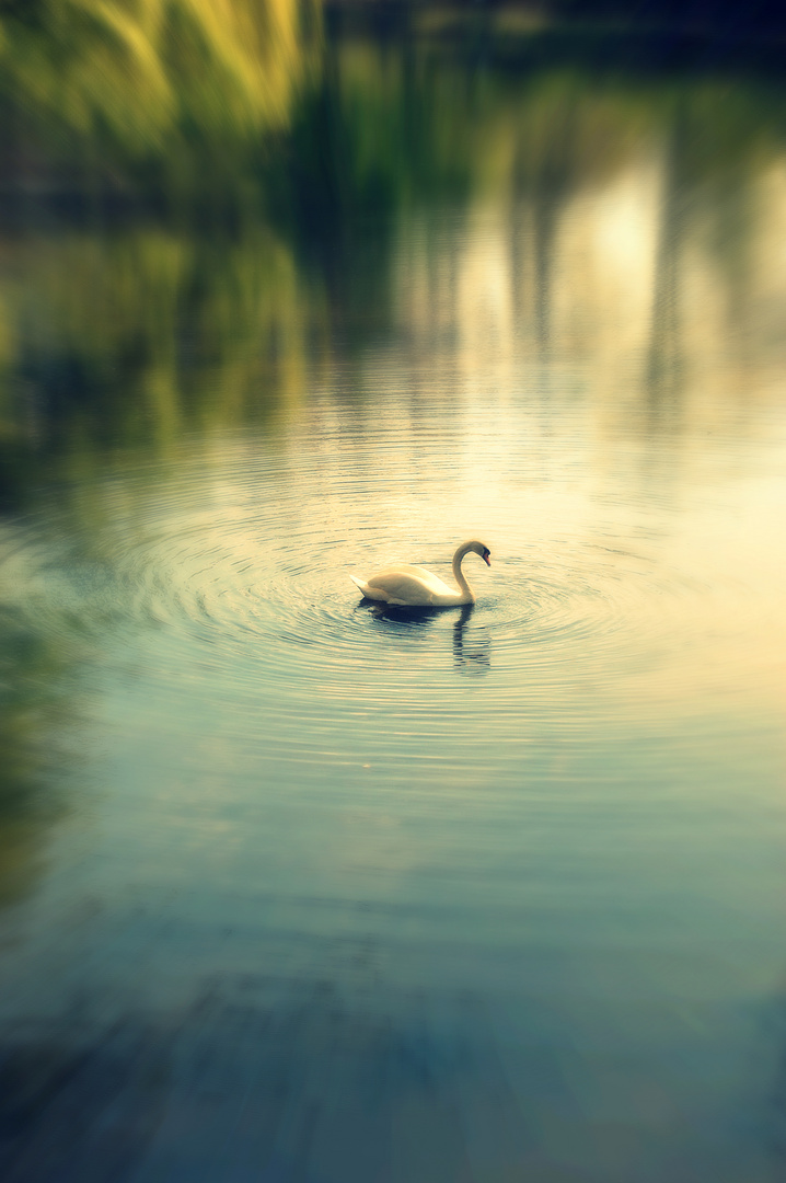 *lonely Swan*