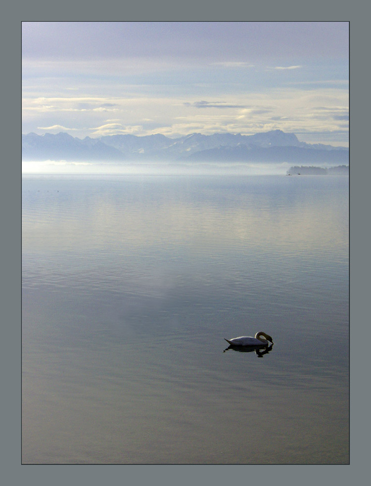 Lonely Swan Starnberger Lake