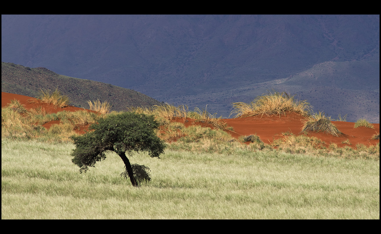 lonely tree