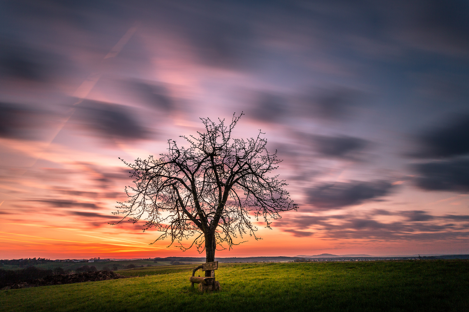 Lonely tree