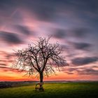 Lonely tree