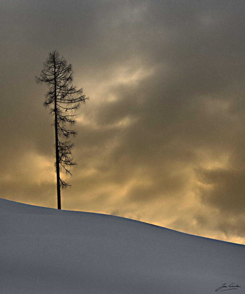 lonely tree