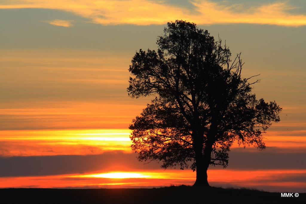 Lonely tree...