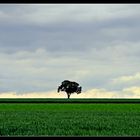 lonely tree