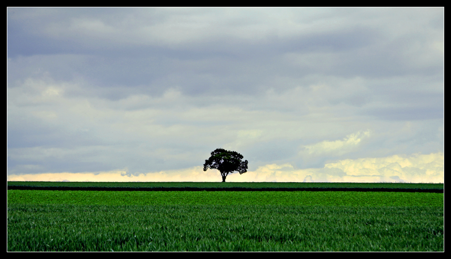 lonely tree