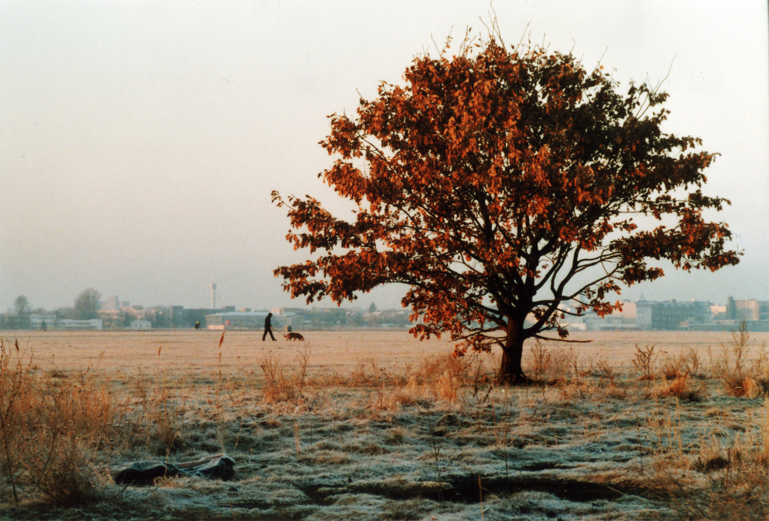 lonely tree