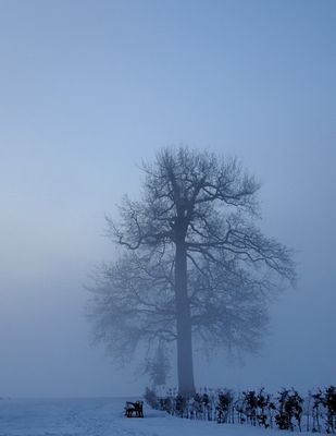 Lonely Tree