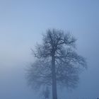 Lonely Tree