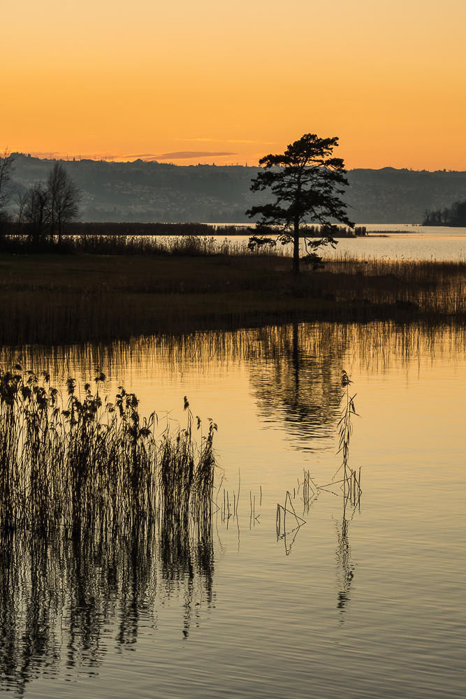 Lonely Tree