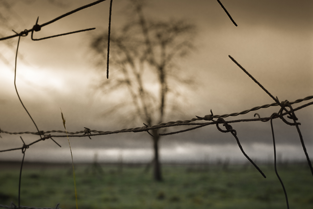 lonely tree