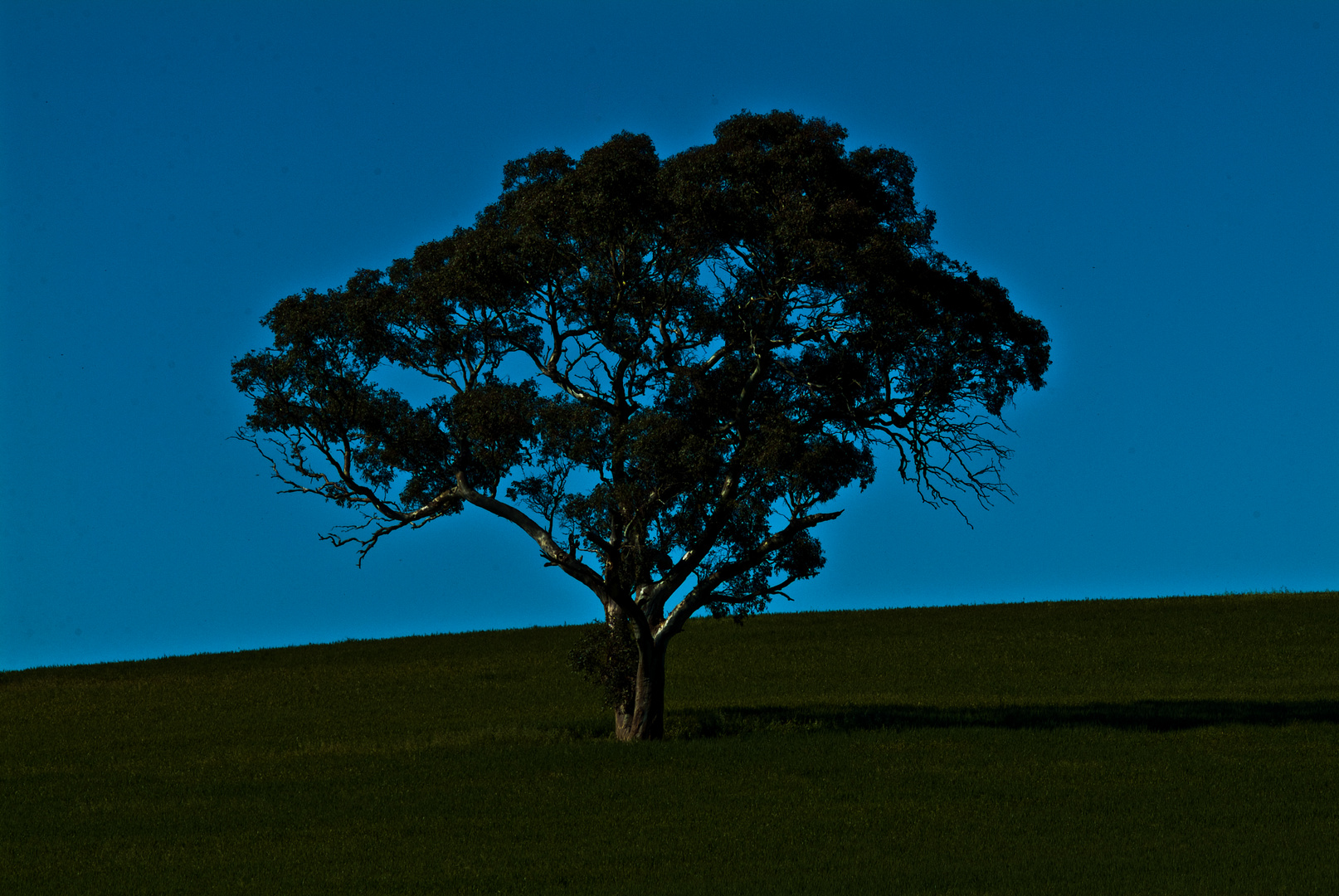 LONELY TREE (2)