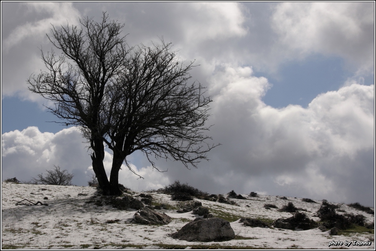 Lonely Tree