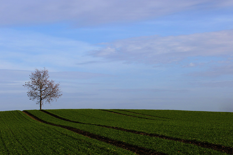 lonely tree